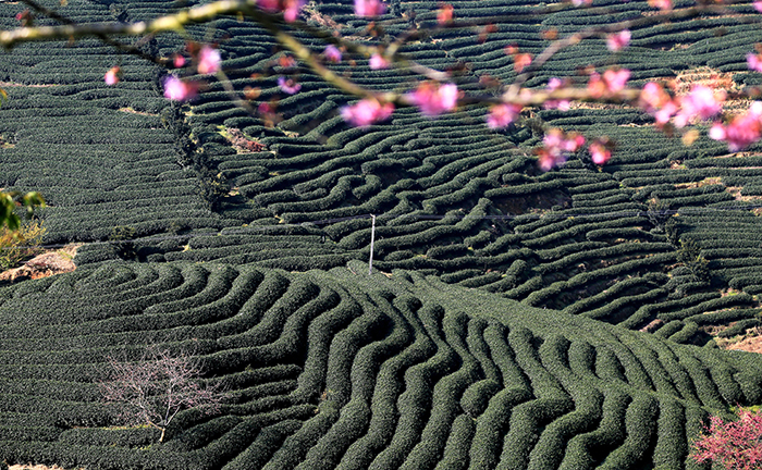 旅游小镇规划设计原则有哪些